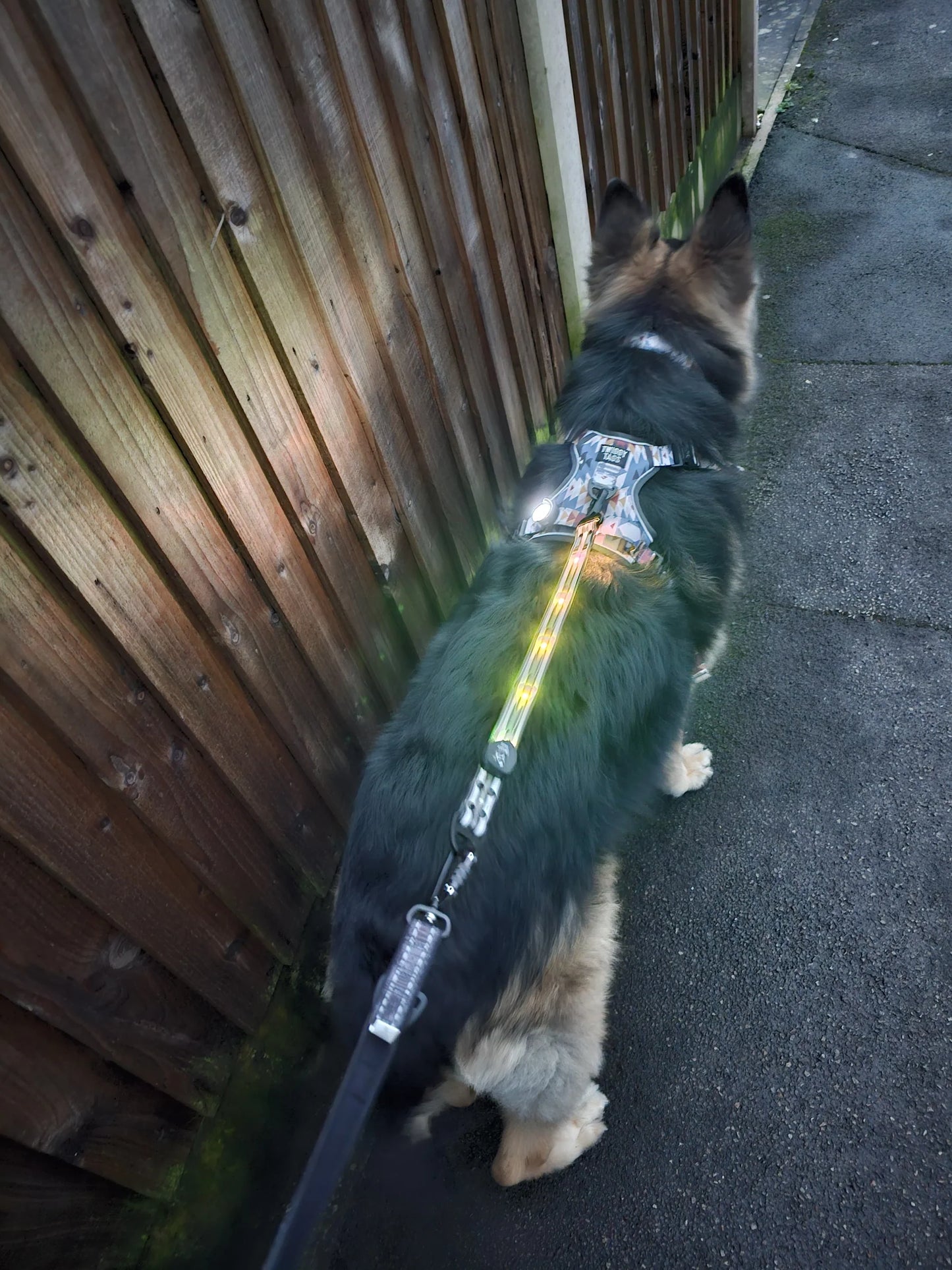 Twiggy Tags TrekBright™ Light-Up Lead Extension