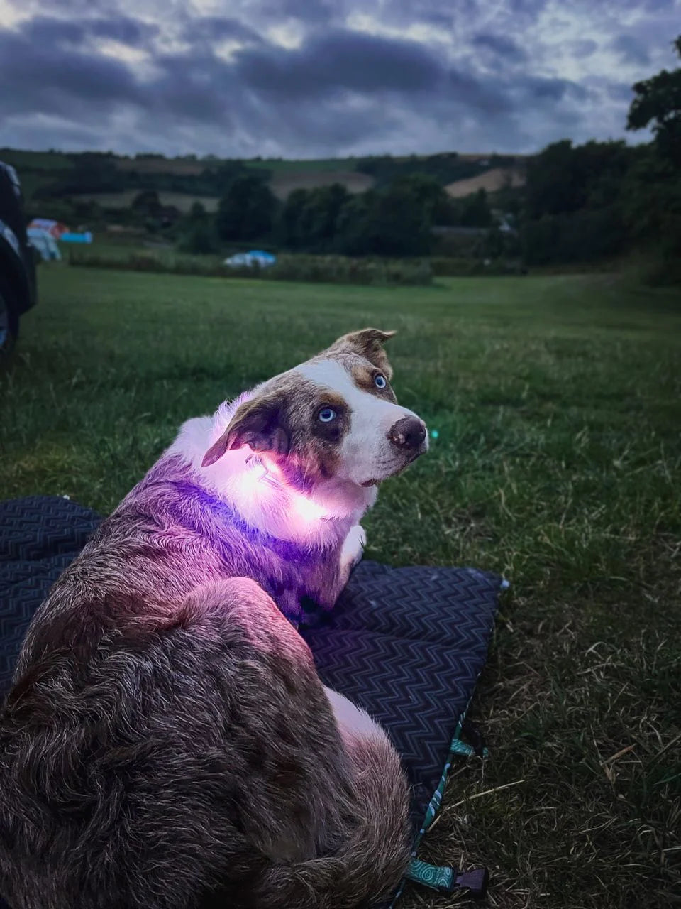 Twiggy Tags TrekBright™ Light-Up Collar