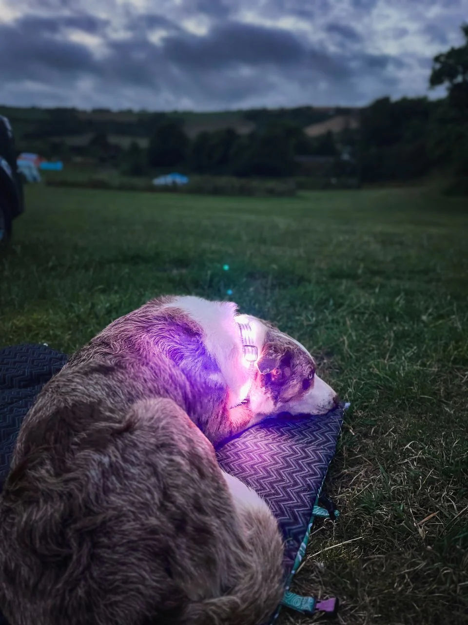 Twiggy Tags TrekBright™ Light-Up Collar