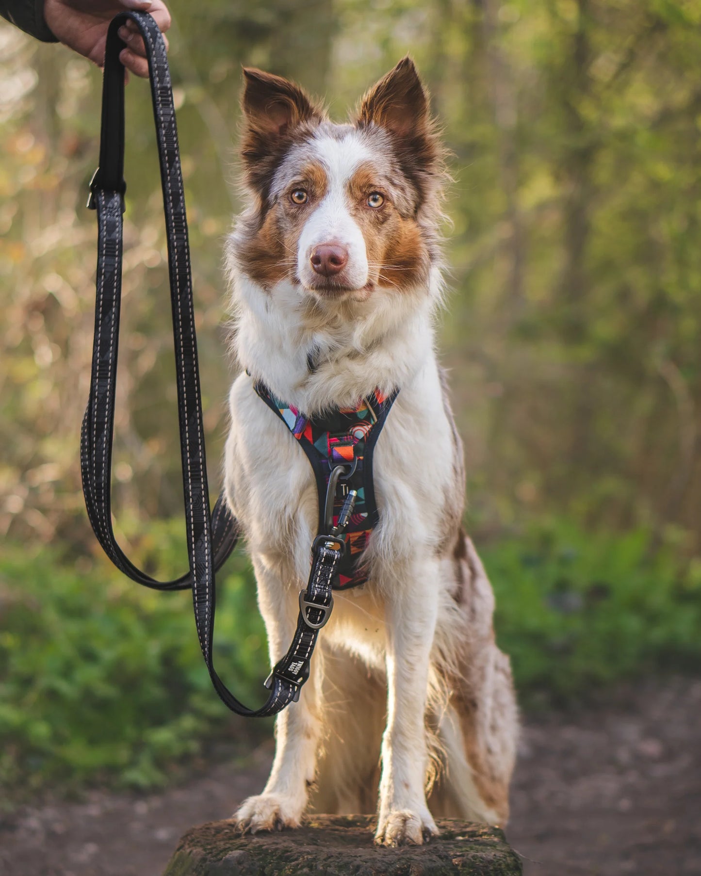 Twiggy Tags Trailfinder Multi-Way Lead