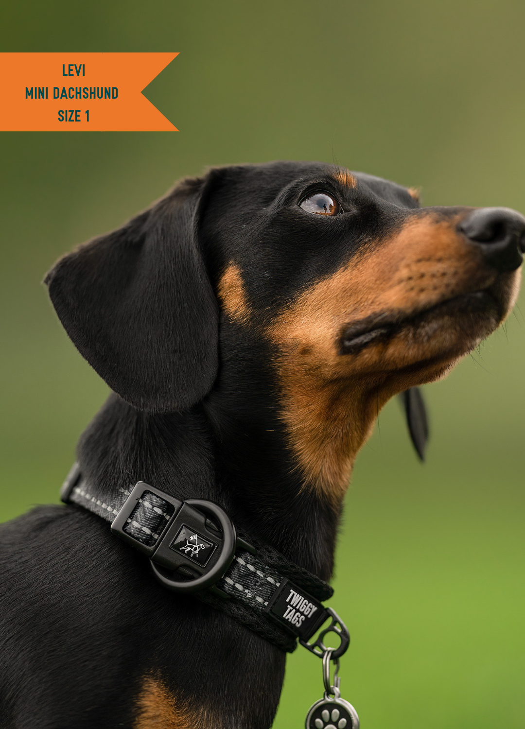 Twiggy Tags Adventure Dog Collar