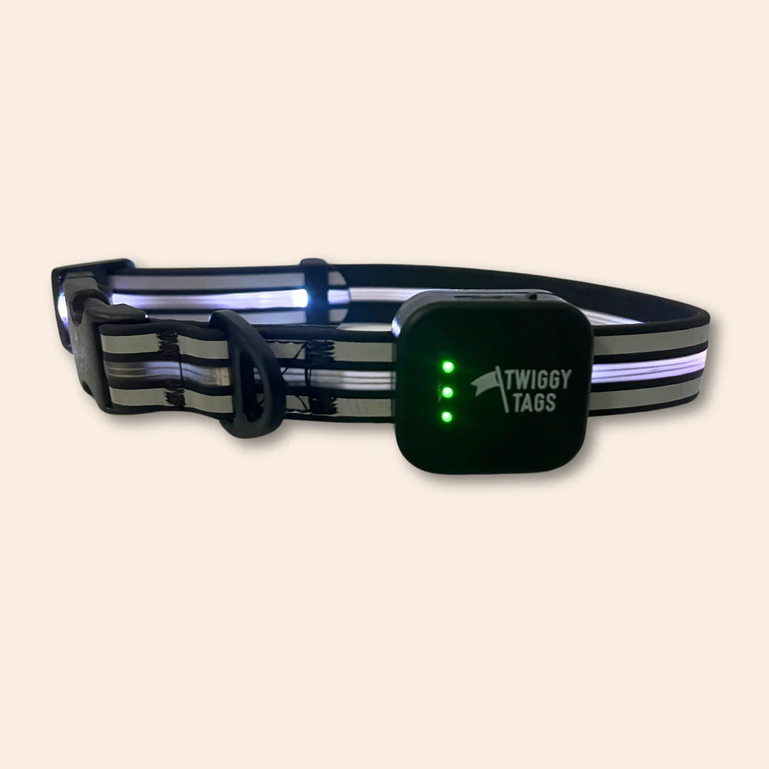 Dog Leads & Collars